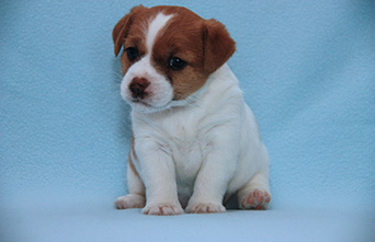 buy puppie